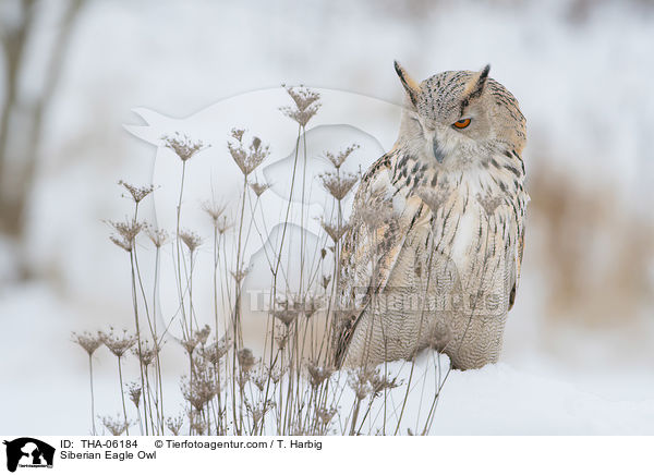 Siberian Eagle Owl / THA-06184