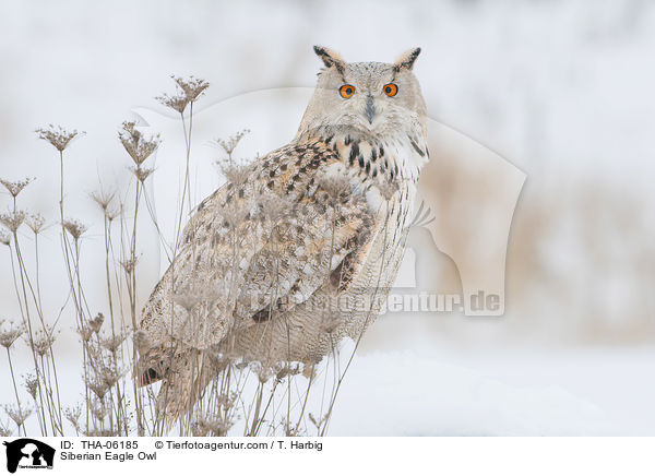 Siberian Eagle Owl / THA-06185