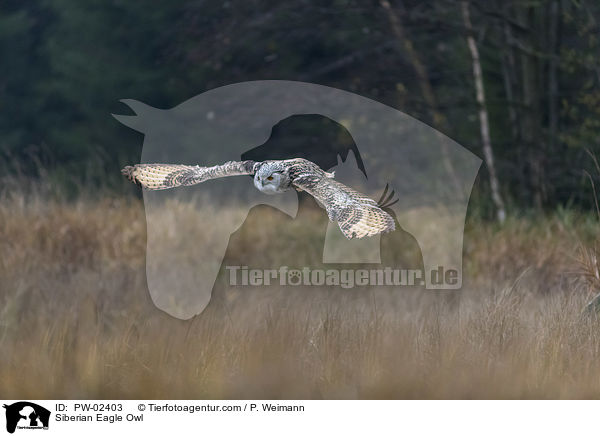 Siberian Eagle Owl / PW-02403