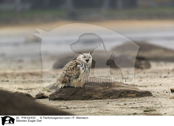 Siberian Eagle Owl / PW-02404