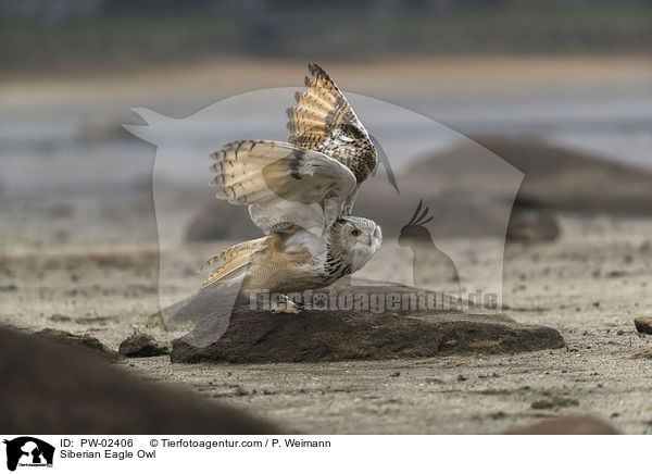 Siberian Eagle Owl / PW-02406