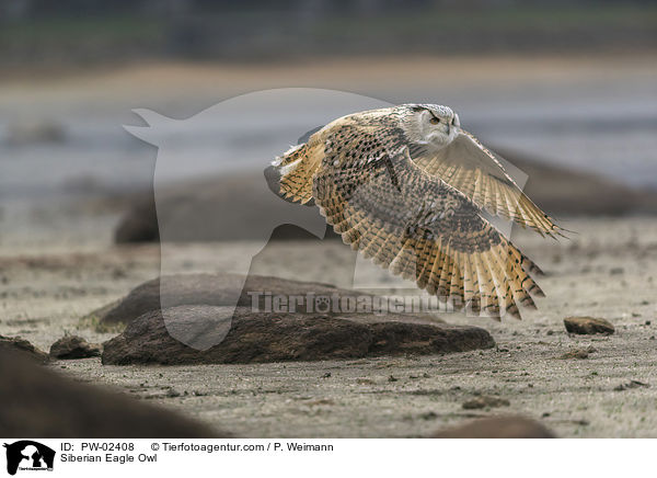 Siberian Eagle Owl / PW-02408