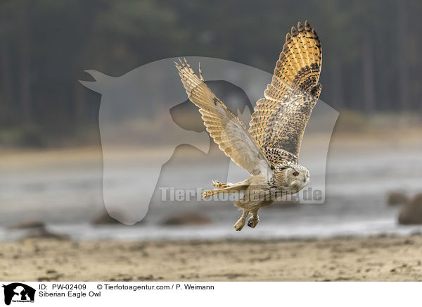 Siberian Eagle Owl / PW-02409