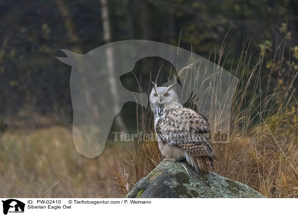 Siberian Eagle Owl / PW-02410
