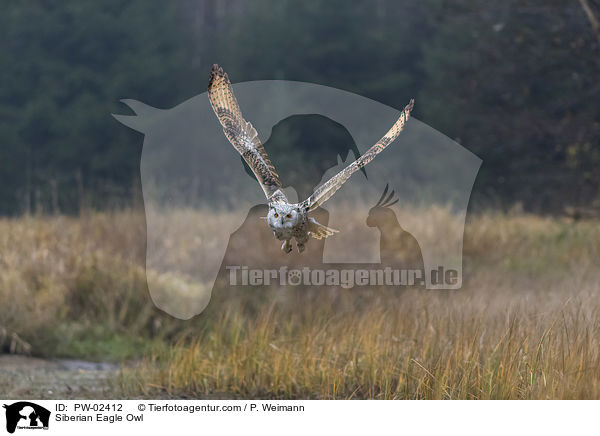 Siberian Eagle Owl / PW-02412