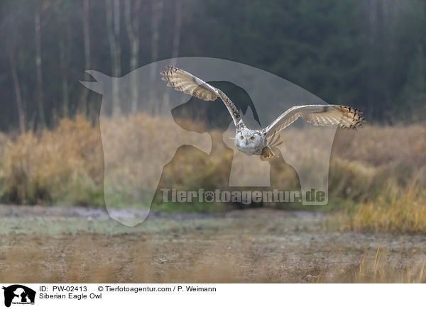 Siberian Eagle Owl / PW-02413