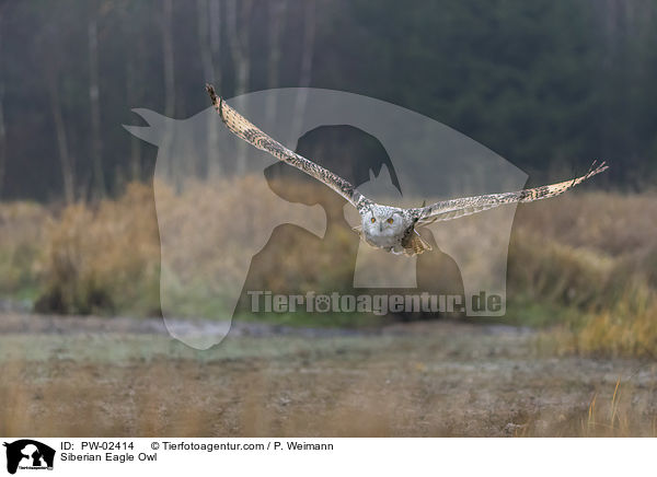 Siberian Eagle Owl / PW-02414