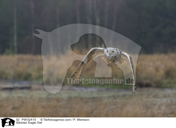 Siberian Eagle Owl / PW-02415