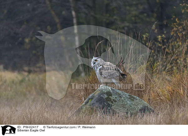Siberian Eagle Owl / PW-02417