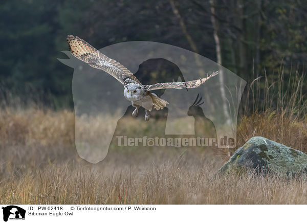 Siberian Eagle Owl / PW-02418