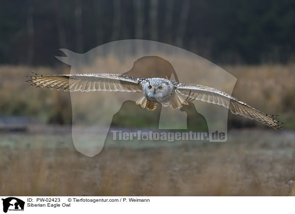 Siberian Eagle Owl / PW-02423