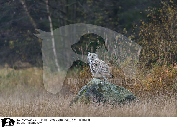 Siberian Eagle Owl / PW-02425