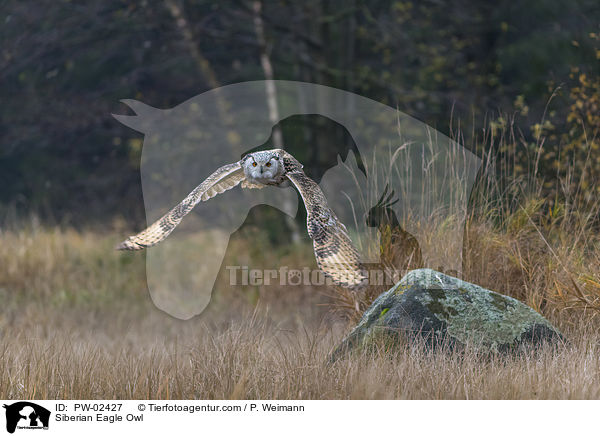 Siberian Eagle Owl / PW-02427