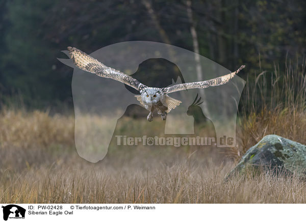 Siberian Eagle Owl / PW-02428