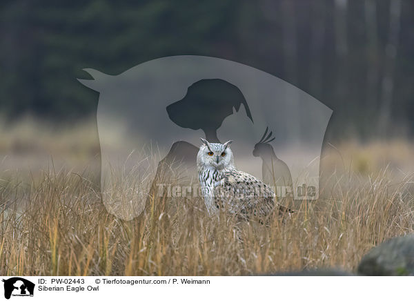 Siberian Eagle Owl / PW-02443
