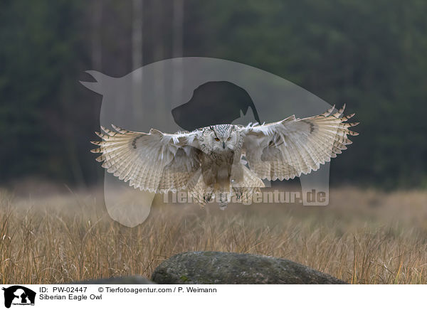 Siberian Eagle Owl / PW-02447