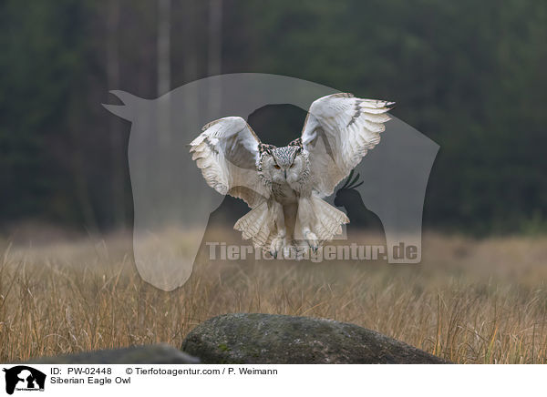 Siberian Eagle Owl / PW-02448