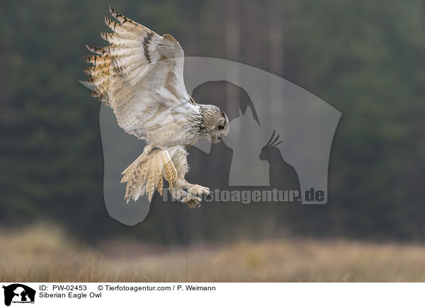 Siberian Eagle Owl / PW-02453