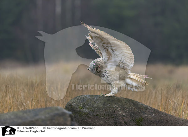 Siberian Eagle Owl / PW-02455