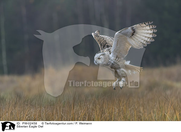 Siberian Eagle Owl / PW-02458