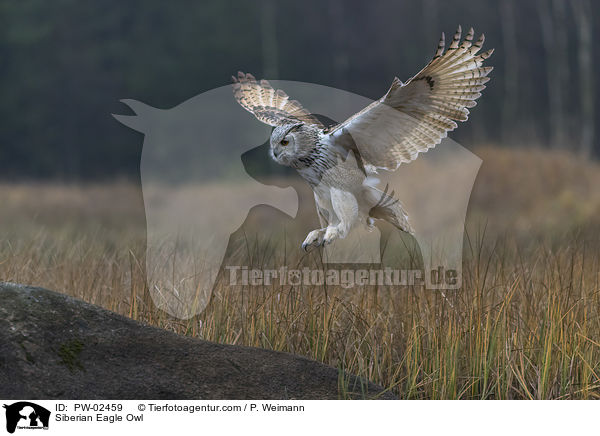 Siberian Eagle Owl / PW-02459