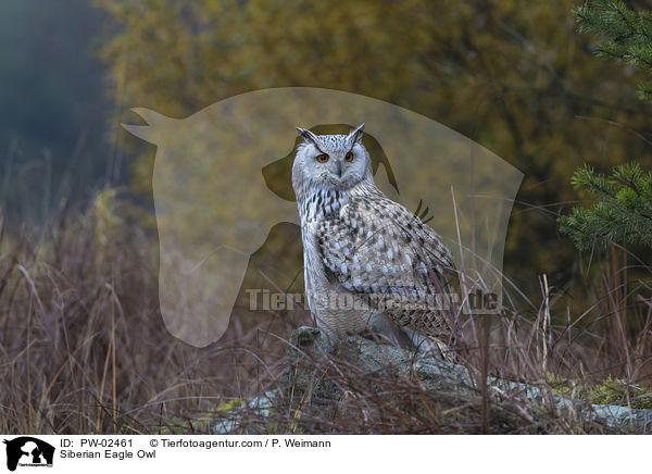 Siberian Eagle Owl / PW-02461