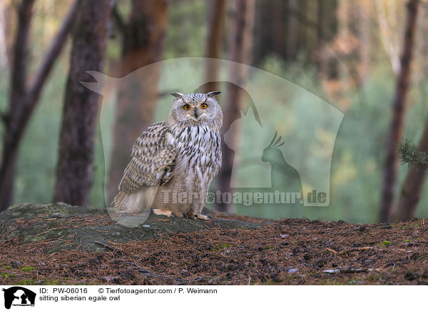 sitting siberian egale owl / PW-06016