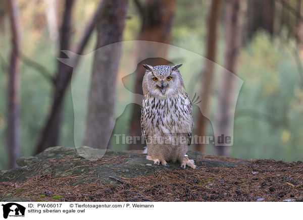 sitting siberian egale owl / PW-06017