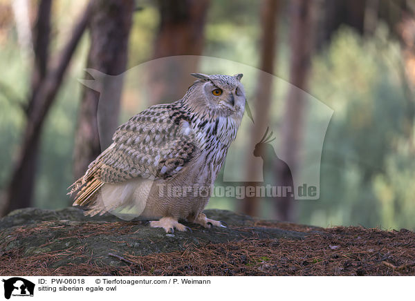 sitting siberian egale owl / PW-06018