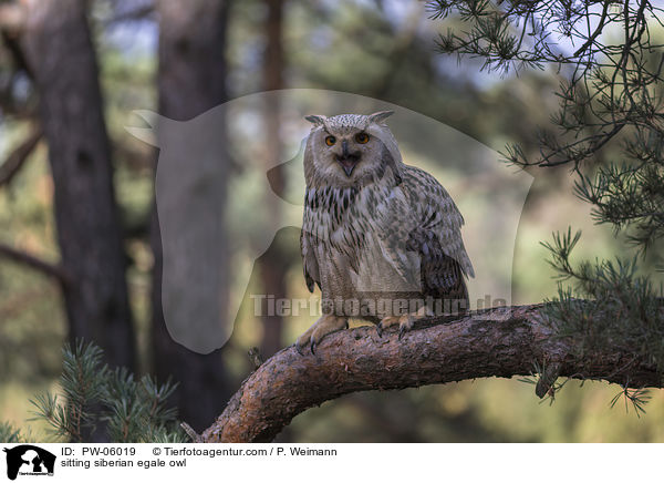 sitting siberian egale owl / PW-06019
