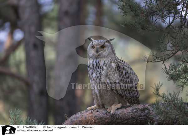 sitting siberian egale owl / PW-06020