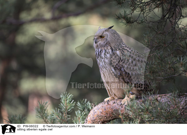 sitting siberian egale owl / PW-06022