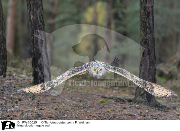 flying siberian egale owl / PW-06025