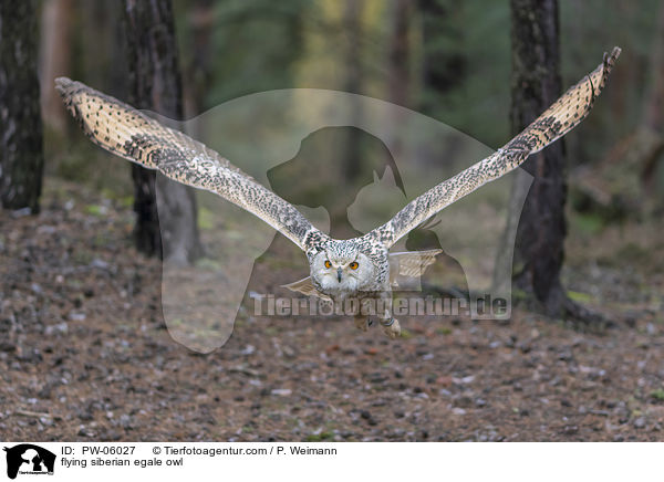 flying siberian egale owl / PW-06027