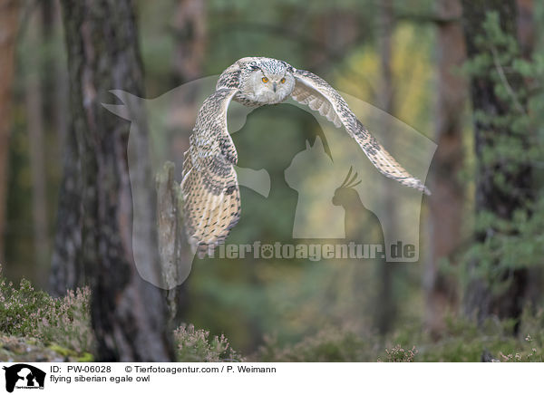 flying siberian egale owl / PW-06028