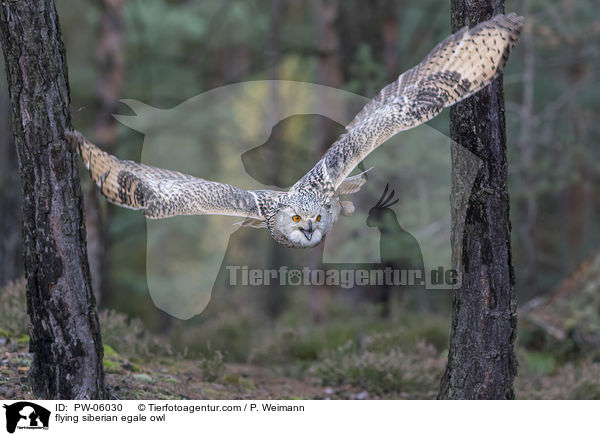flying siberian egale owl / PW-06030