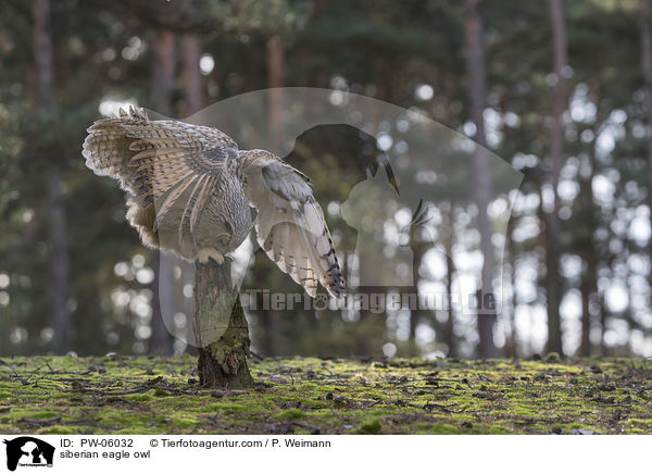 siberian eagle owl / PW-06032
