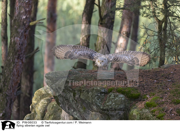 flying siberian egale owl / PW-06033