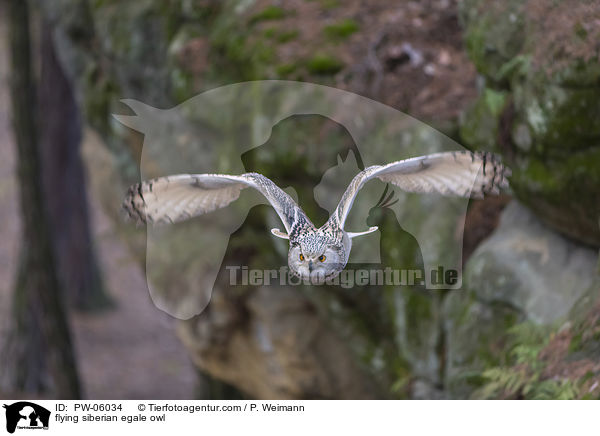 flying siberian egale owl / PW-06034