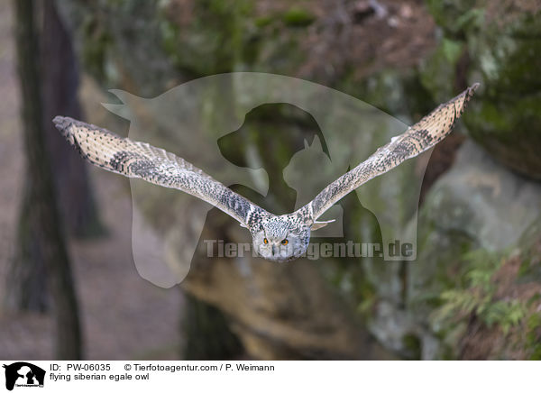 flying siberian egale owl / PW-06035