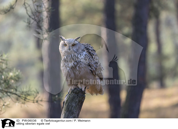 sitting siberian egale owl / PW-06036