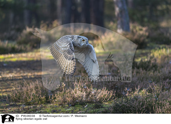 flying siberian egale owl / PW-06038