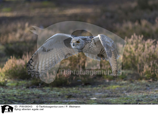 flying siberian egale owl / PW-06043