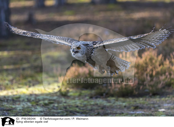 flying siberian egale owl / PW-06044