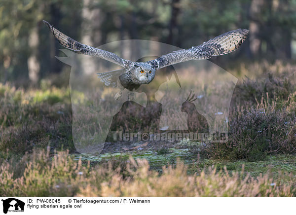 flying siberian egale owl / PW-06045