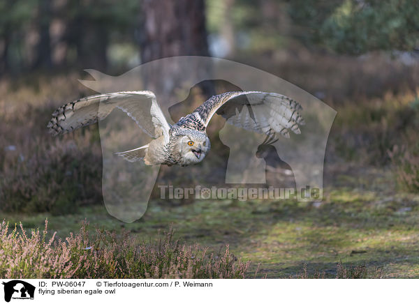 flying siberian egale owl / PW-06047