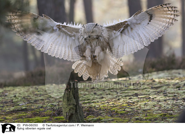 flying siberian egale owl / PW-06050