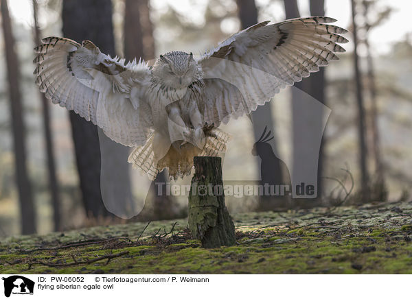 flying siberian egale owl / PW-06052