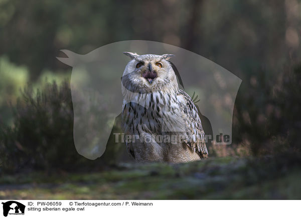 sitting siberian egale owl / PW-06059