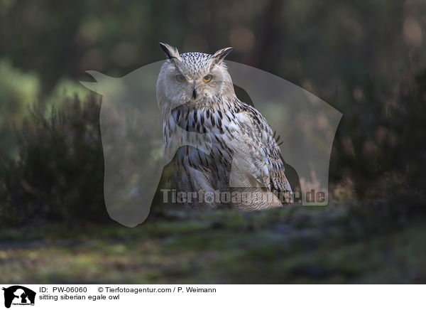 sitting siberian egale owl / PW-06060